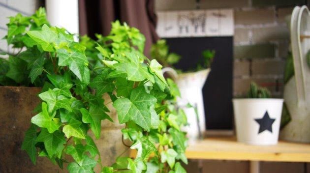 #绿油油#常春藤这样养,藤壮叶翠四季绿油油!