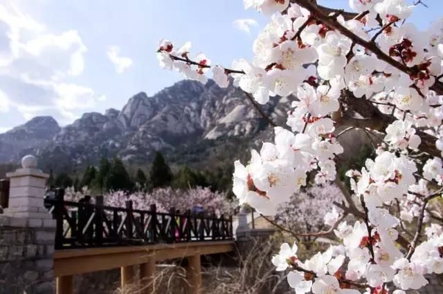 花开成海！！！再过半个月，海淀这座山将美成童话！