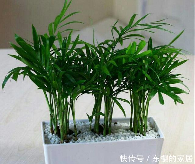 袖珍椰子|室内养什么植物好?袖珍小椰子枝叶秀美、四季常绿,观赏性强
