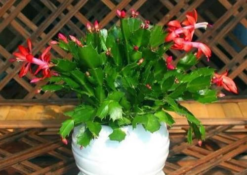  『适合』3种植物花期贼长，最适合室内盆栽赏花，好看好养好爆盆