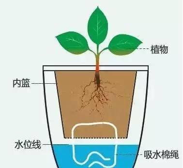 #花盆#懒人盆养花到底好不好，一张图告诉你答案！