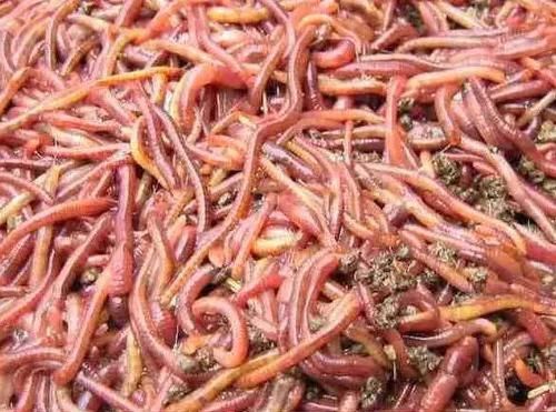  「用蚯蚓钓鱼」喝完的剩茶叶饲，养蚯蚓可以使蚯蚓又红又亮！