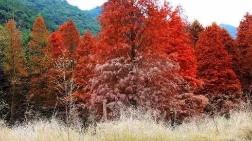 浙江不只有江南烟雨，这10个地方藏着浙江的绝美秋景