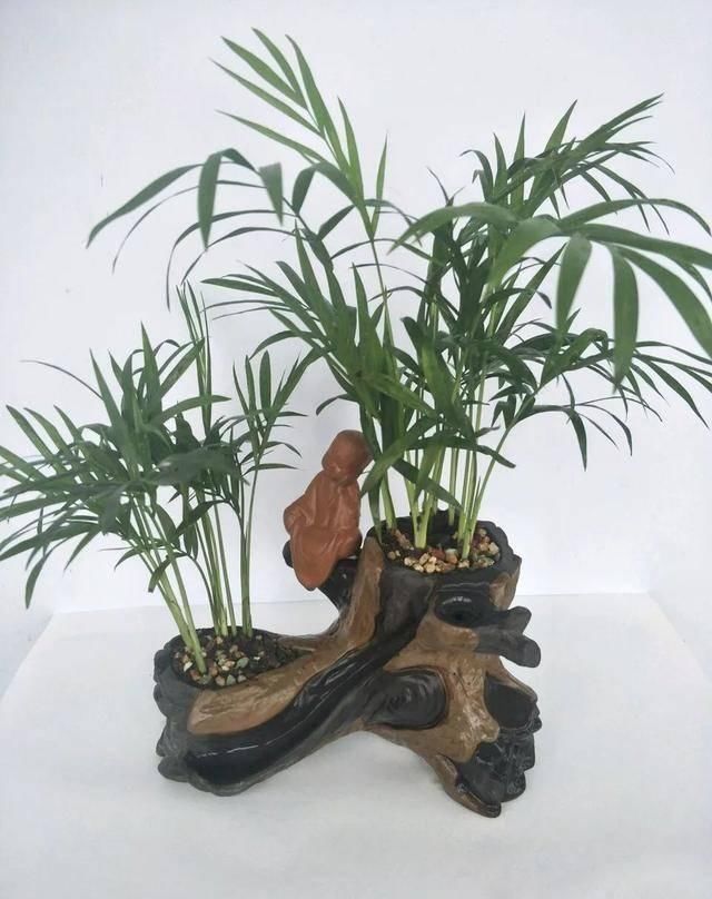  观赏价值极■家养六种“富贵花”，吉祥又如意，富贵又生财，人人都喜欢