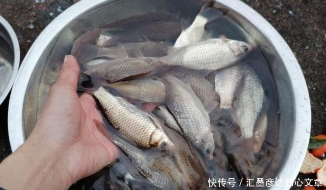 『小鱼虾闹窝』浮漂一直动在那动,但提竿确钓不上来鱼的真正原因,全都在这了