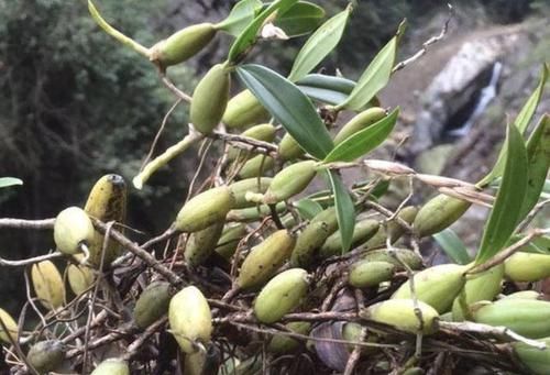  『种植物』岩石上，1种杂草“很独特”，其实珍贵，拔1棵少1棵，要保护！