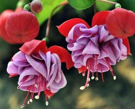  【家里】这5款植物养在家里，一年四季都开花，花色柔美鲜艳，天天都赏花