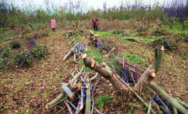  「果树」苹果今年便宜了，有果农采摘完苹果就砍掉果树，这种方
