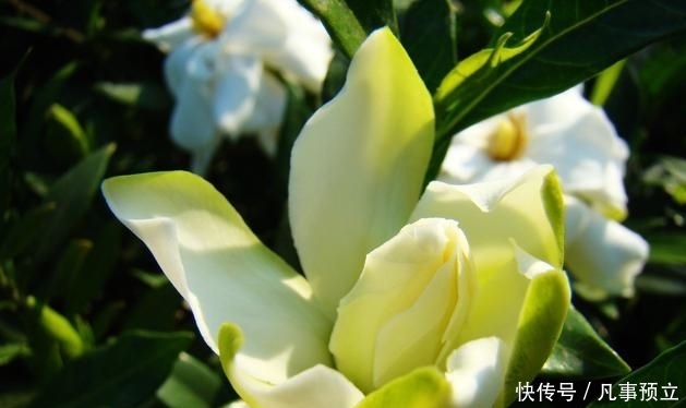 『栀子花』栀子花带着花苞买回家,三点处理方式,正常开花,彰显“高技术”