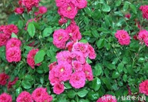 光线|这三种花号称晒不死!扔阳台就不用问了,越是炎热越能爆满盆