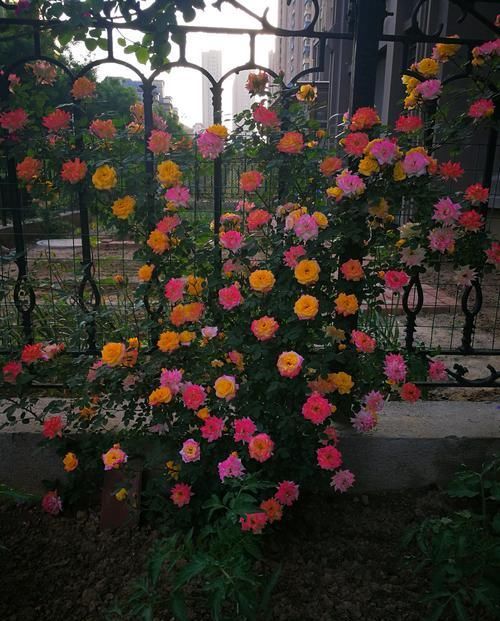  【种花】此4种花比百合都要香好多，还易爆盆，养在阳台瞬间变”花海“
