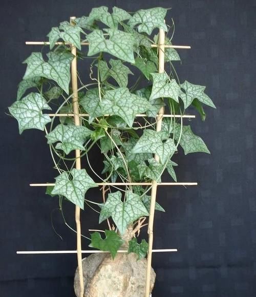  #盆栽#块根像花岗岩的睡布袋观赏植物，养成盆栽后还能爬藤生长