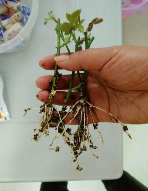  「扦插」花卉，果树繁殖，4种“繁殖方式”，成活率高，15天生根冒芽