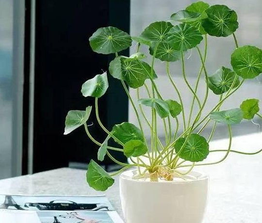 老婆@买来3株铜钱草,老婆说太少了,用这3个方法,铜钱草开爆盆了!