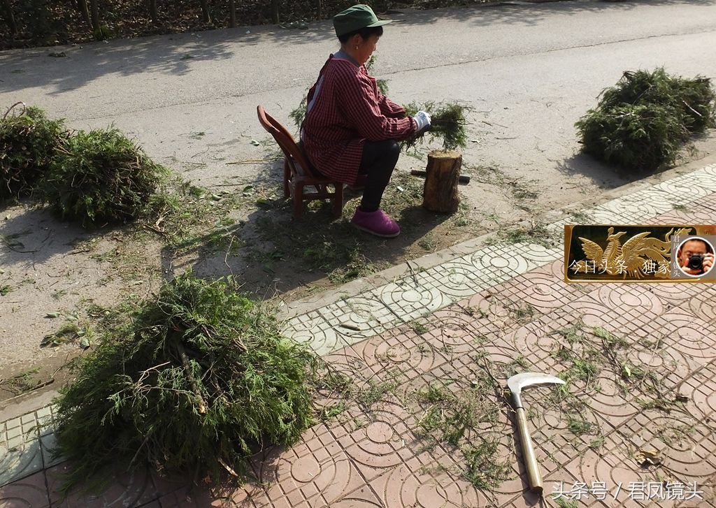 湖北宜昌:乡村农妇用柏树枝叶做柴禾,熏腊肉,香