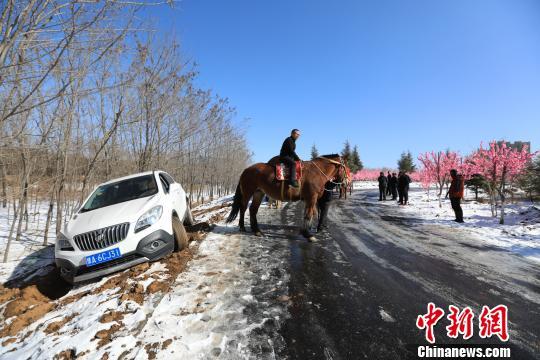 男子驾车赏景不慎滑入沟中 风情牛马车队前来救援场面独特
