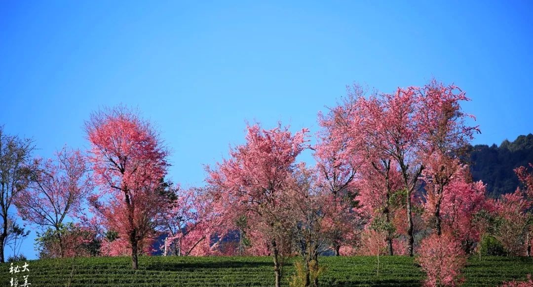 大美无量丨樱花谷的樱花又开了，未来20天，赏花正当时