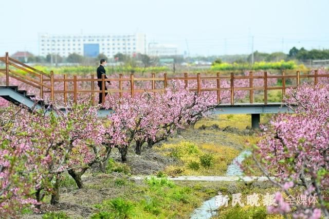  『渔歌』“桃源渔歌”风景线 一体化示范区里打造田园综合体