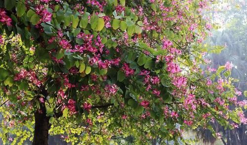  『观赏树木』红花羊蹄甲是美丽的观赏树木，花大，紫红色，花香