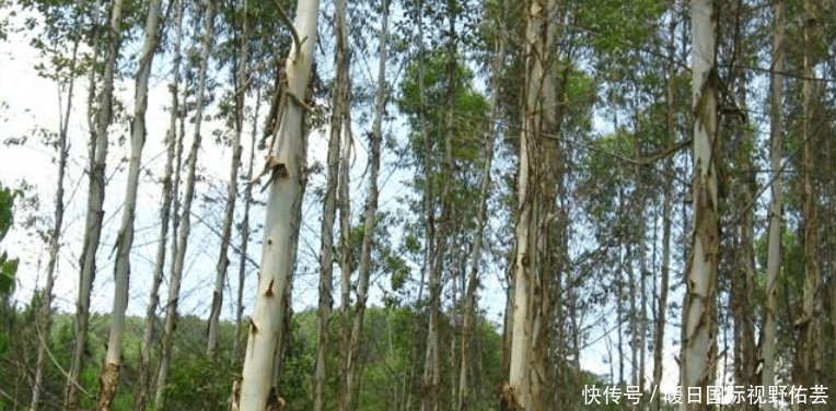  「十万大山」广西桉树产量全世界第一，桉树真的会污染环境吗