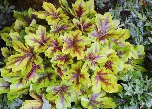  『趁早』这3种植物，等到开花再修剪就晚了，趁早剪，花草少受伤害