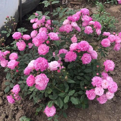  『花香』养花养这四款，花开繁盛花香怡人，花朵粉嫩丰腴，绚丽夺目