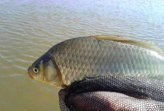  『钓友』春季钓鲫鱼怎么选择位置呢？钓浅还是钓深呢，看老钓友都是怎么做