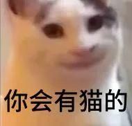 一周不正经文艺小报|如果你养了猫，赚钱之前记得查查弓形虫