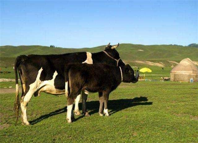 阿根廷摆脱美元束缚，一年出口650万吨大豆给中国，全用人民币!