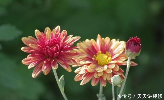  「艳丽」适合新手养护的3种花，好养易活开花艳丽，爆盆很简单，漂亮极了