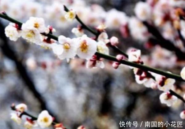  [年后]这3种“植物”适合客厅，越“老”越好看，5年后给钱都不卖！