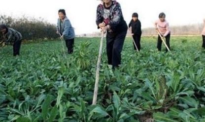 农民不种玉米，种植这种普通“中药材”，一年净赚几十万！