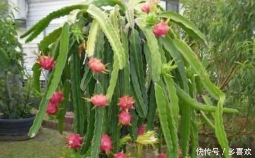  【全家】在家也能种“红心火龙果”，南北方都能种，果子挂满树，够全家吃