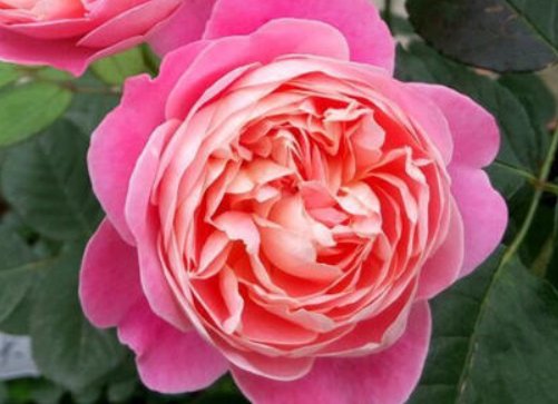  「漂亮」家养这几款植物，丢到阳台，花开艳丽夺目，好养又漂亮，幽香暗淡