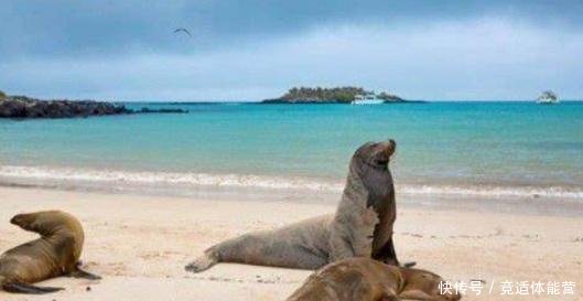 南美洲此小岛，引入3只羊后演变成25万只，政府下令将其消灭