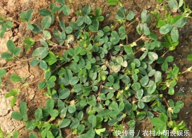 被农民忽略的鸡眼草，是一种珍贵的中药材，市面上一斤50遭疯抢