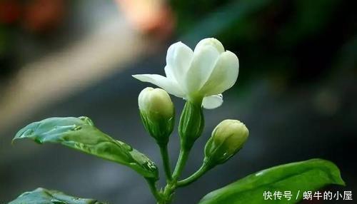 花香|夏天做好这3点,茉莉开花多花香重,家里满满的茉莉香