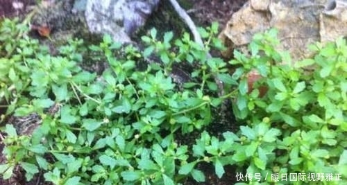  养花久■1种野草，人称“鹅不食”，农民砍了当柴烧，殊不知，能治咳喘
