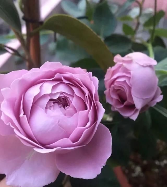  『丰花性好』狼家自育的表现到底如何，戳进来看看花友们的大实话