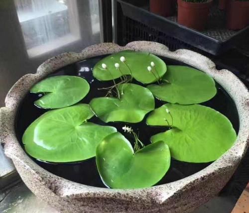 「金银莲花」印度一种“水生花”,花开带流苏,1片叶子就能养,3个月开满缸