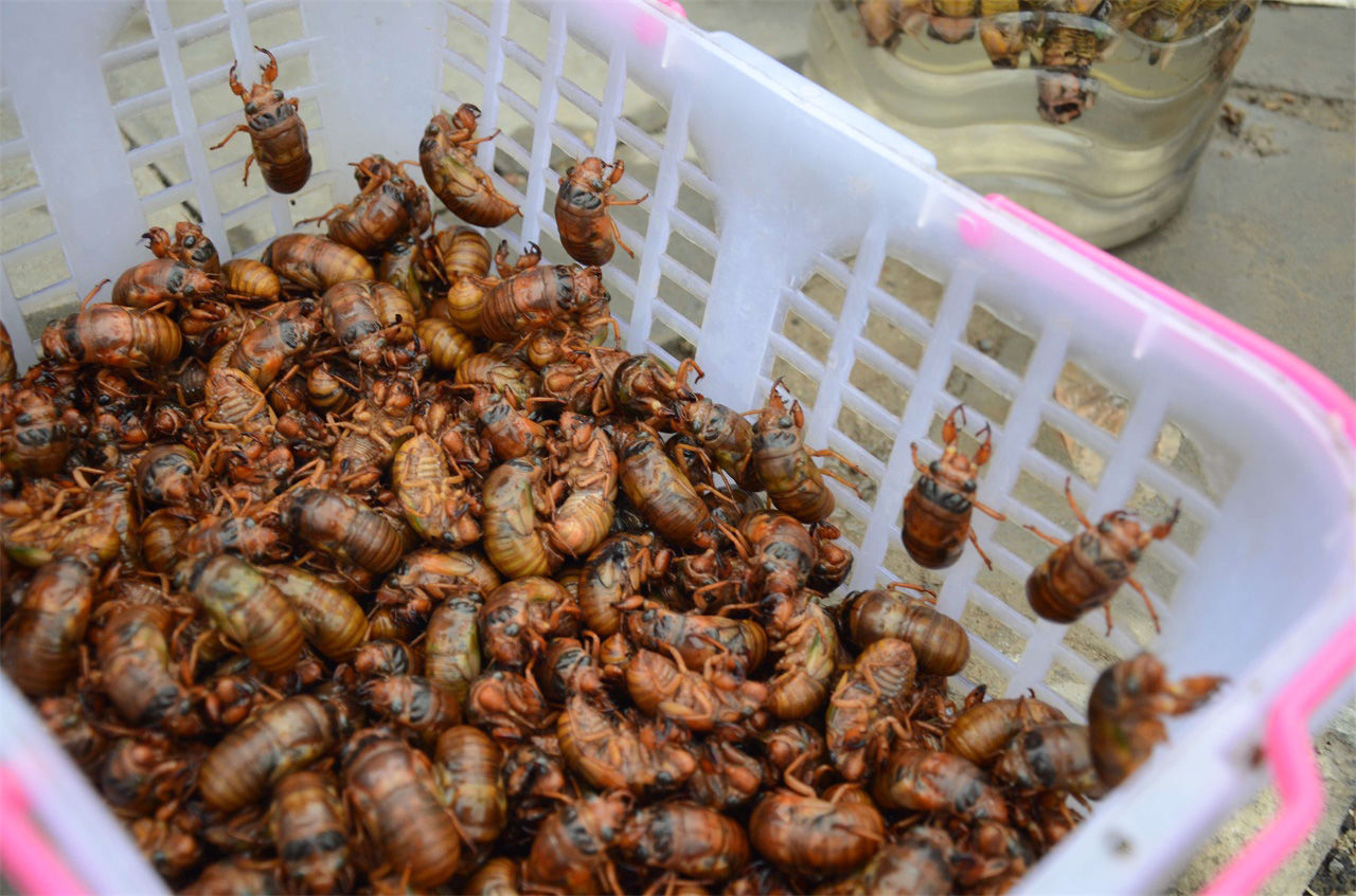 河南农民大叔集市上卖知了猴，一个六毛多钱，一天能卖五千个