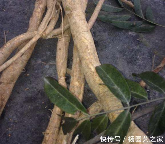  『牛大力的根』山沟里的1种“野草”，以往称它为“牛大力”，根茎发达，值钱