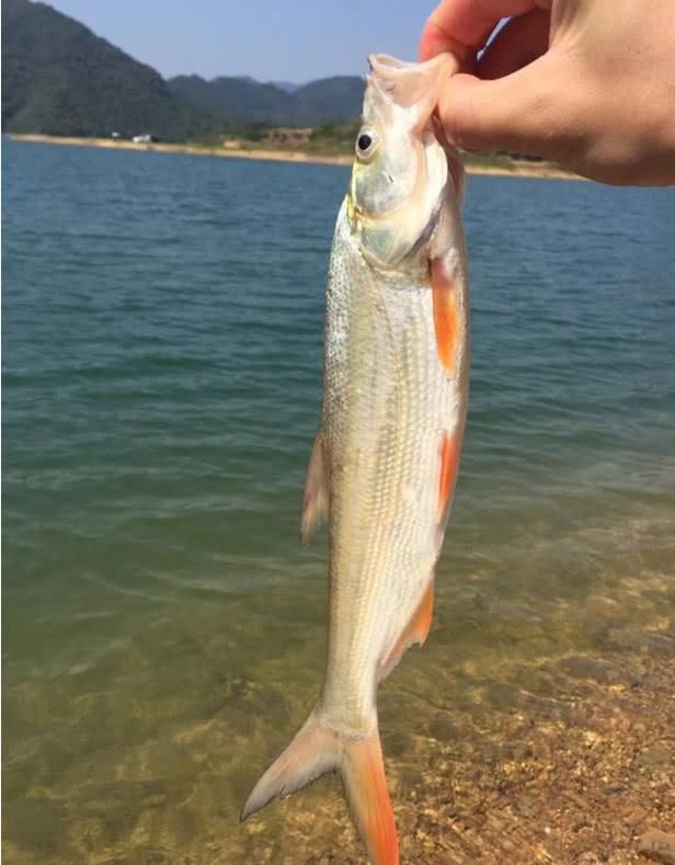 钓不到鱼别抱怨水里没鱼，做好这3个细节，三伏天也照样能连杆