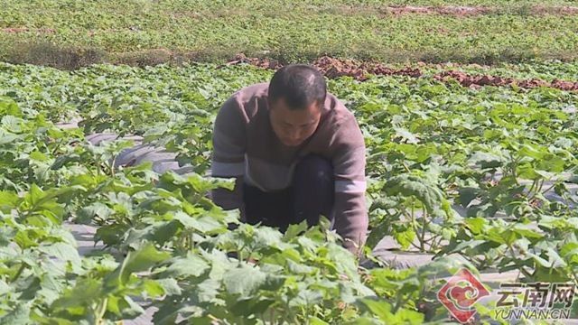  『脸上』云南景谷正兴镇勐烈村：最美乡村展新貌 农民脸上笑开颜