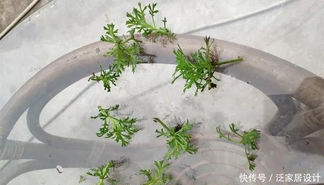  [图片作者]扦插技巧：这6种花现在扦插，丢土里就生根，插多少活多少！