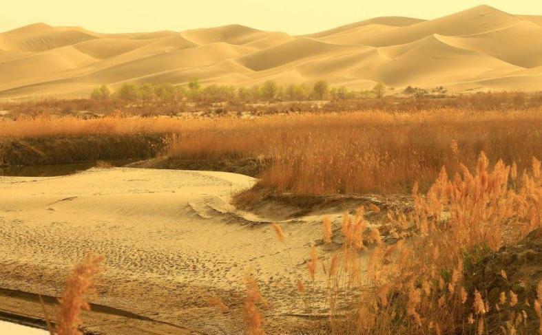 怎样把新疆的沙漠变成绿洲？中国人想了五个办法，个个脑洞大开