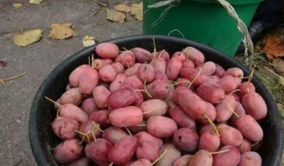 又一农产品爆红，一斤120元全国能种，今年种第2年就能换车