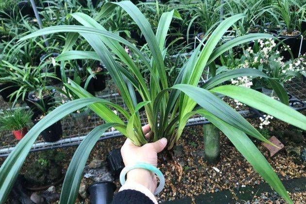  「种类」知道兰花有多少个？兰花一共有7个种类，知道你养的那种吗？