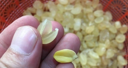 农村一种树身上长满刺，其果实营养价值高，城里广泛受到追捧