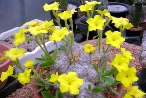  「玉扇」养花2年，花了5万多，贵就贵在了此3种花上，个个价值过万